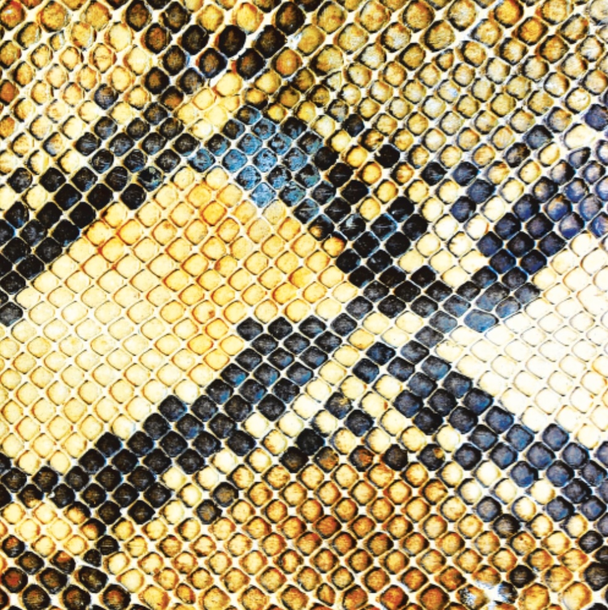 The Amazing Snakeheads 'Amphetamine Ballads' artwork